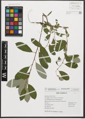 Foto von Salix triandra L.